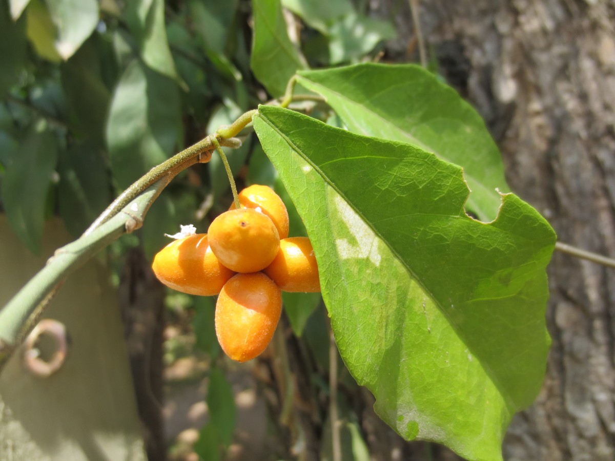 Pyrenacantha volubilis Wight